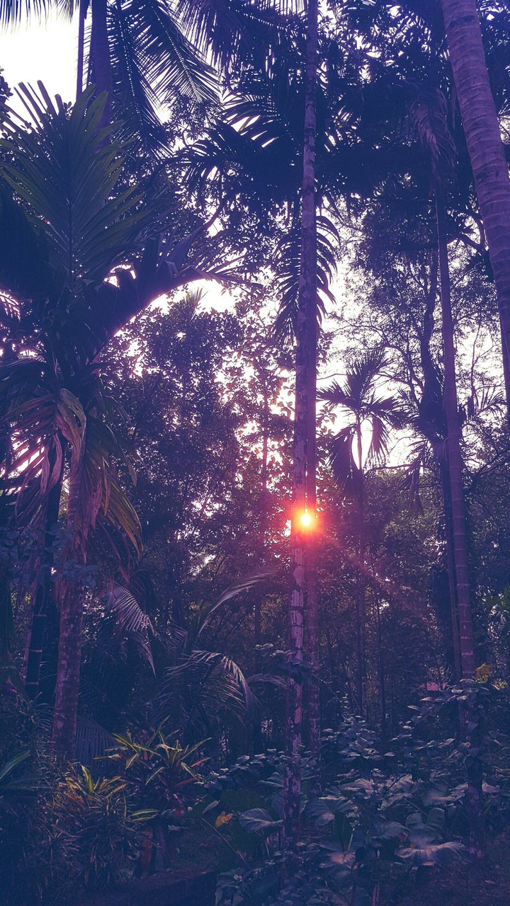 sunset