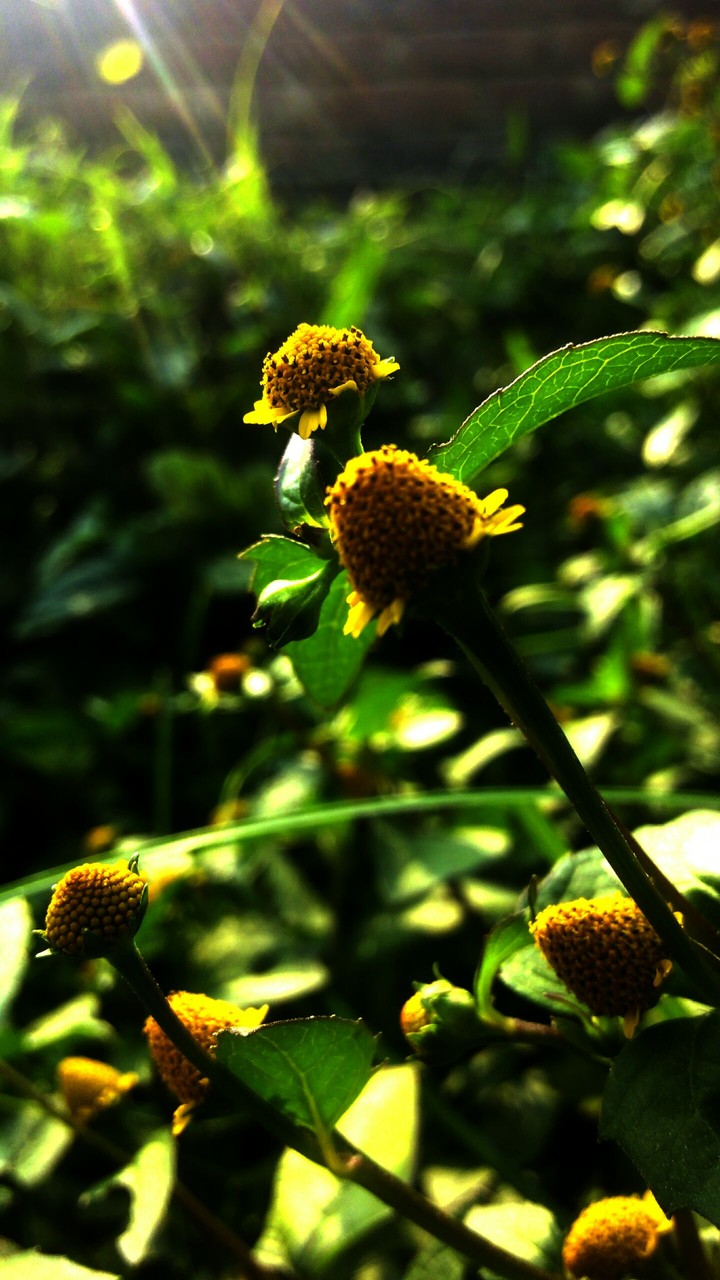 green grass