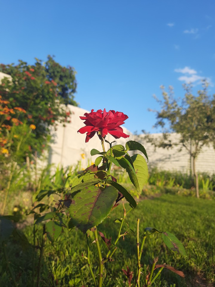 roses