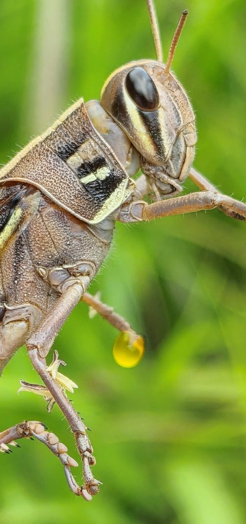 Close-up, pest वॉलपेपर