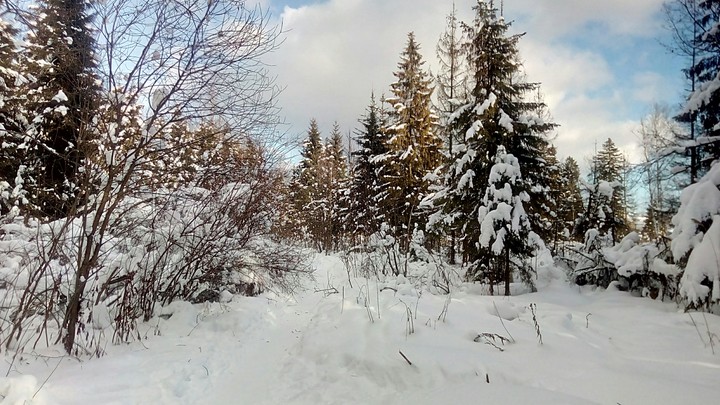 зимний лес