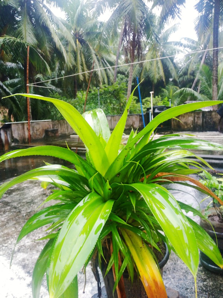 nature