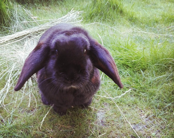 Bunny
