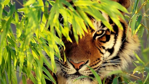 тапети organism, wildlife