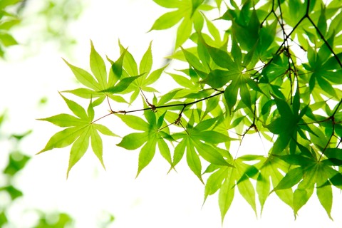 Maple