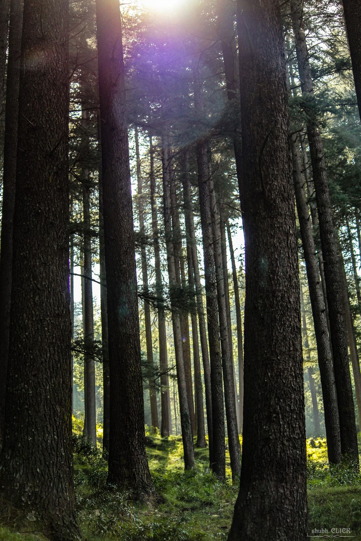 Woods ~CLICK~
