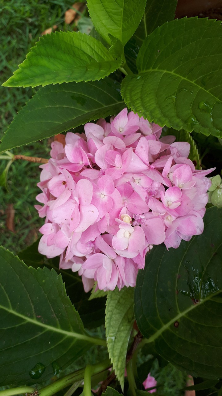 flor