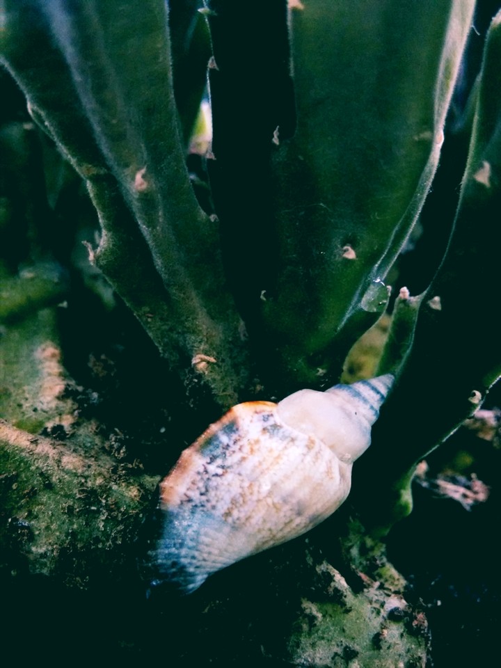 seashell in flowers
