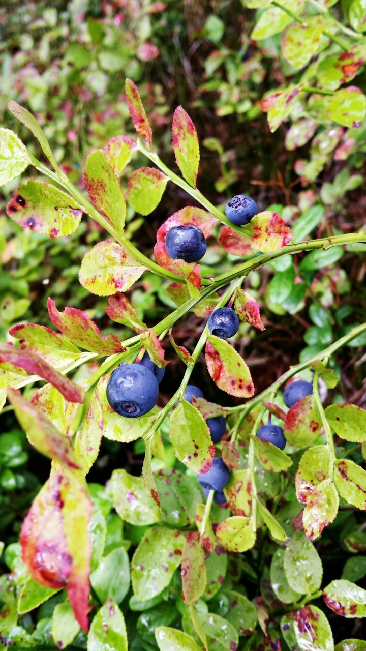Blueberries