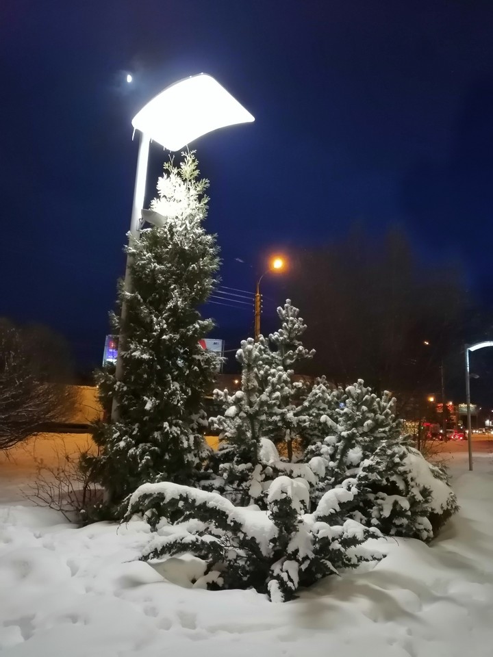 Ёлочки под фонарём