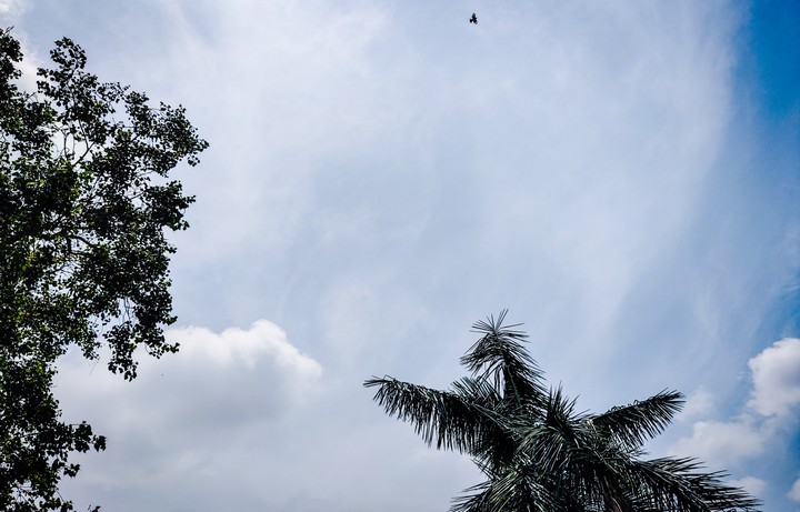 Free to fly