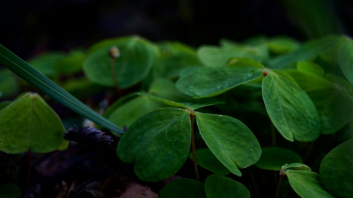 nature