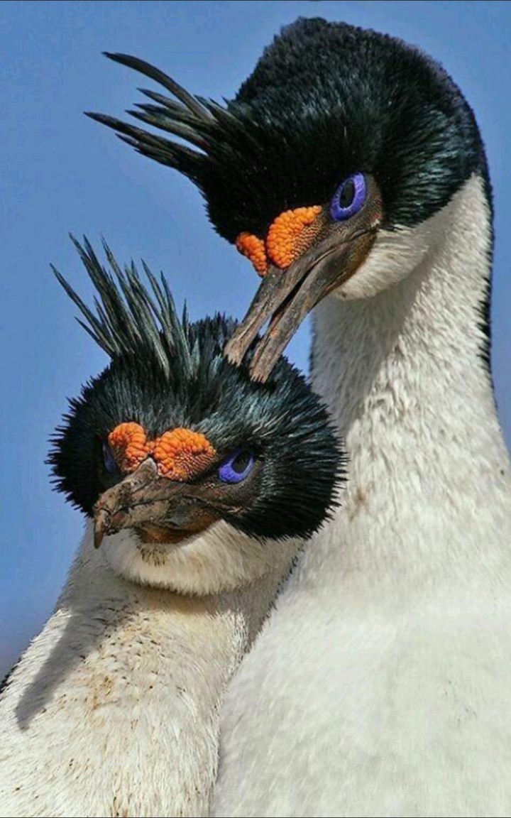 Jr