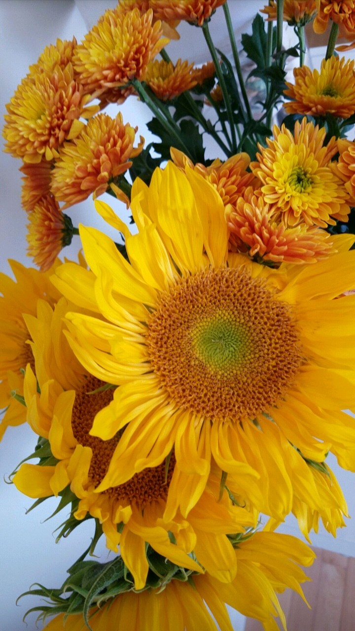 Sunflowers and Mums