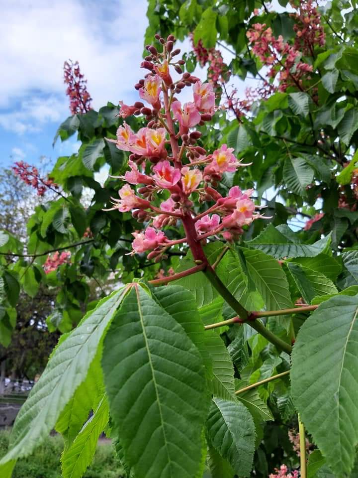 blossom