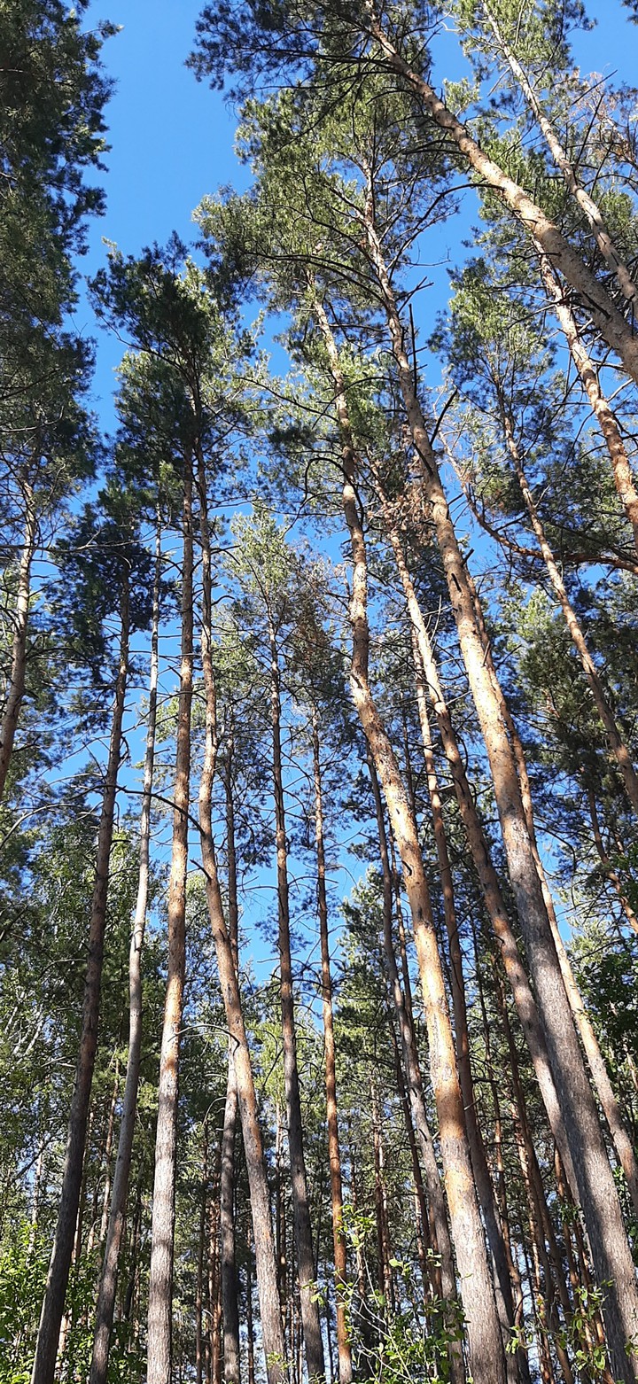 forest