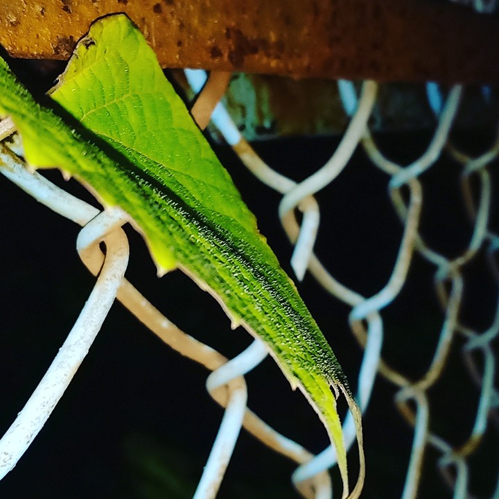leaf droplets 