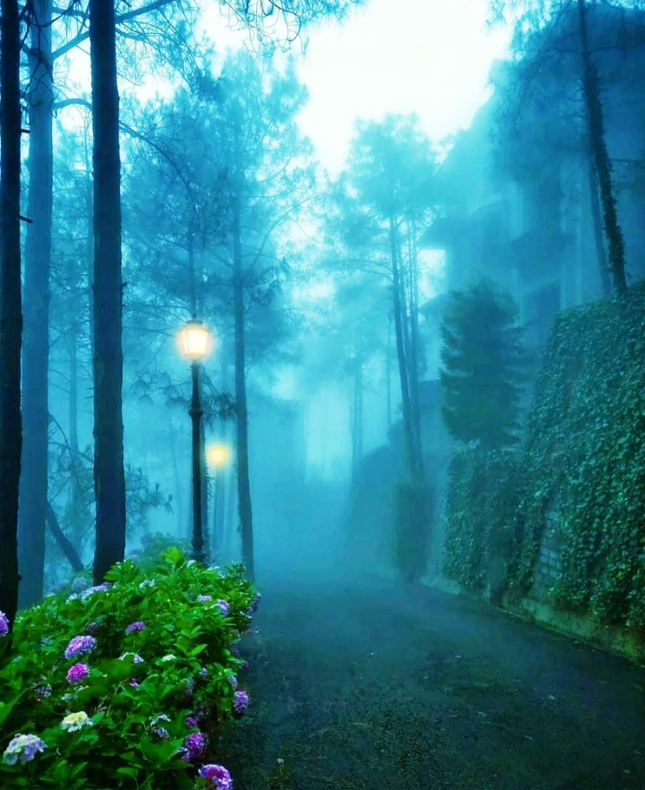 Fog