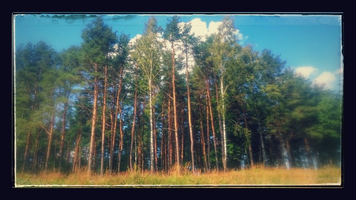 forest