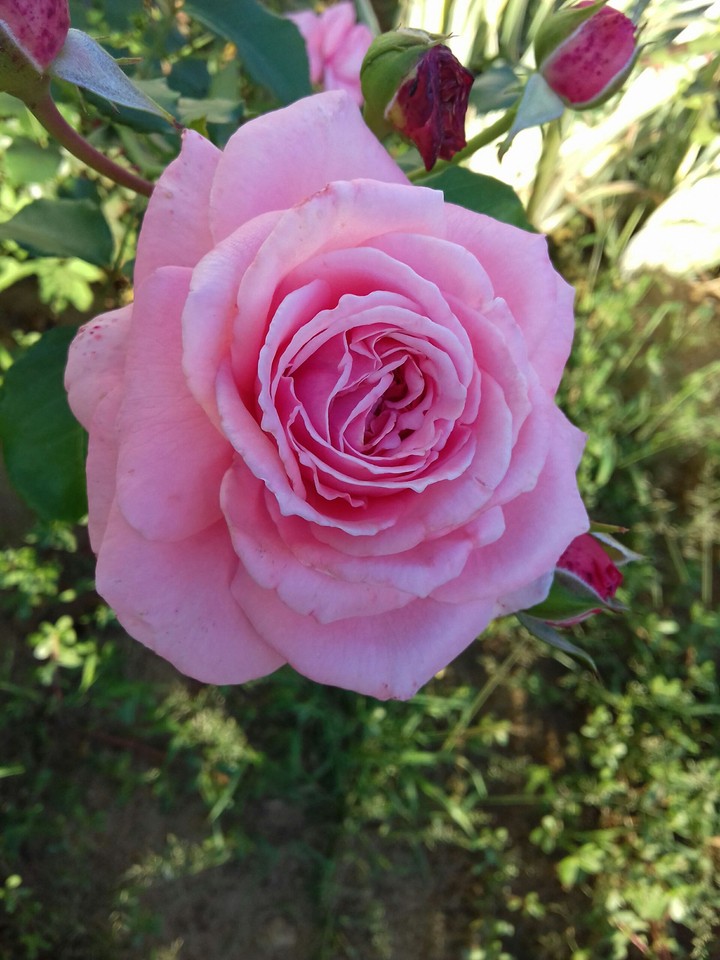 pink rose