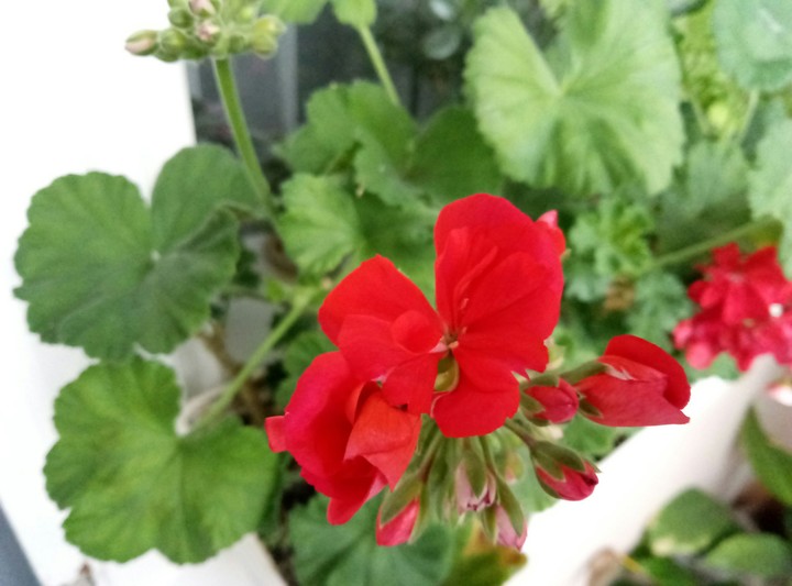Red Geranium
