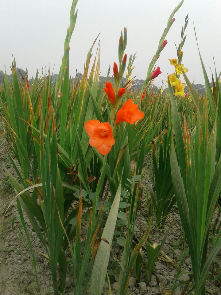 red flower