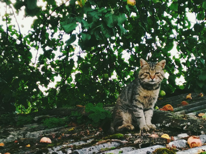 кот