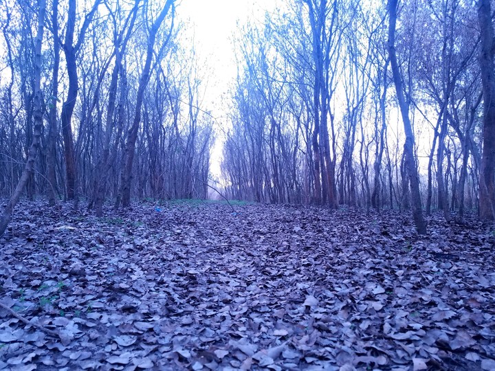 Forest