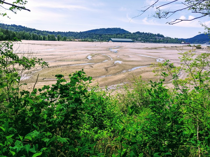 Mudflats in Spring
