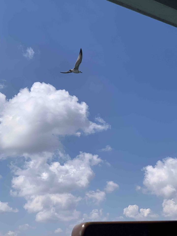 bird
