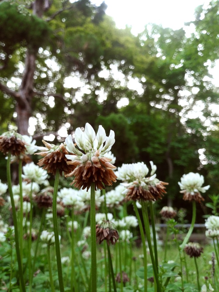 flower♡