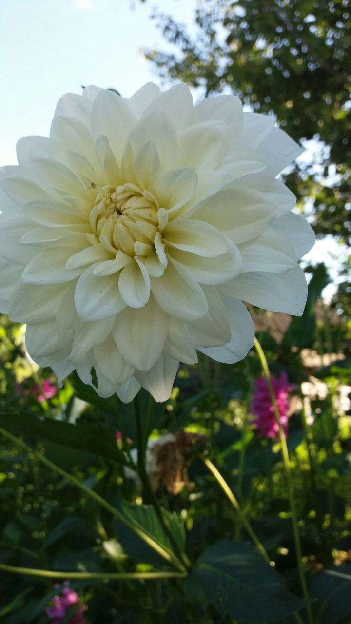 Dahlias