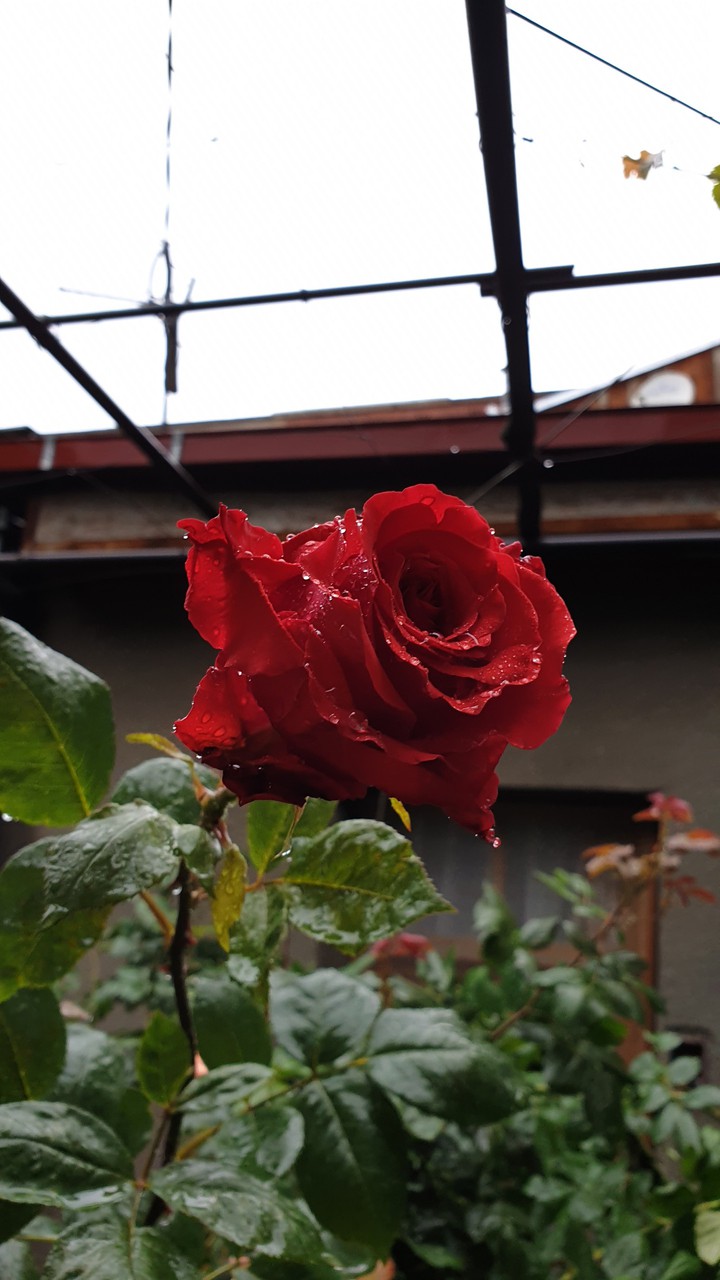 rose rain
