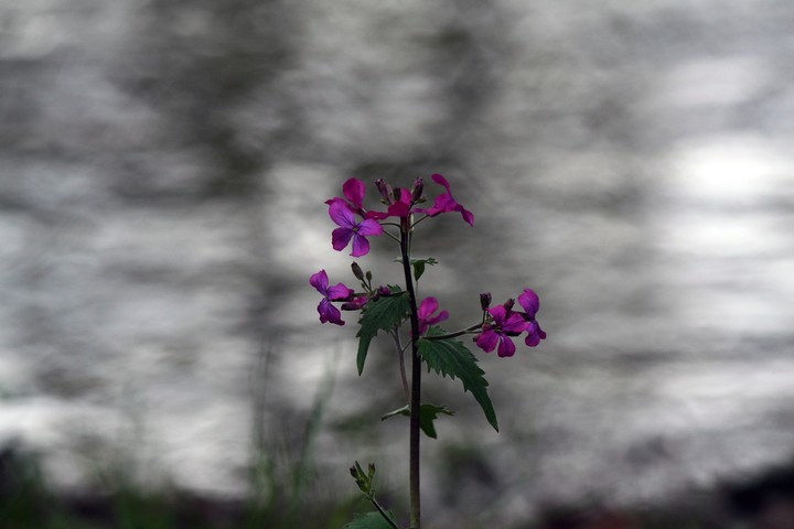 보라색 꽃