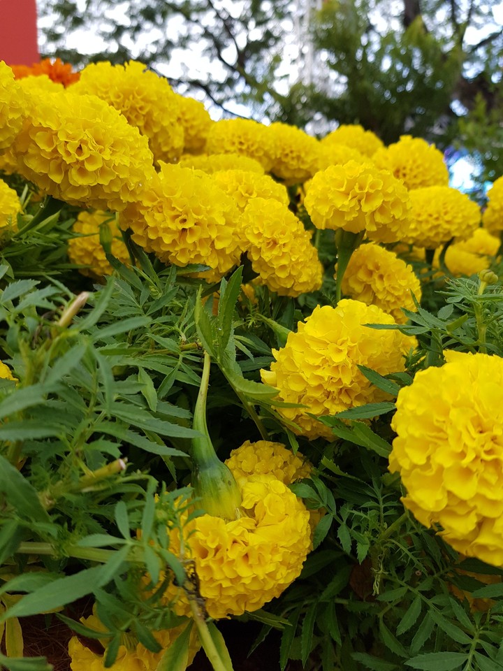 Flowers