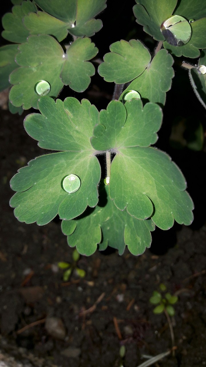 drop of water
