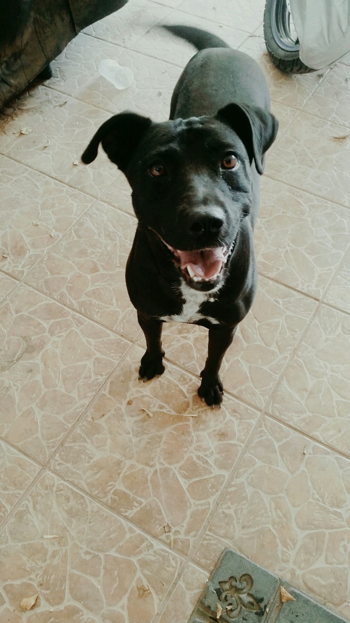 happy dog