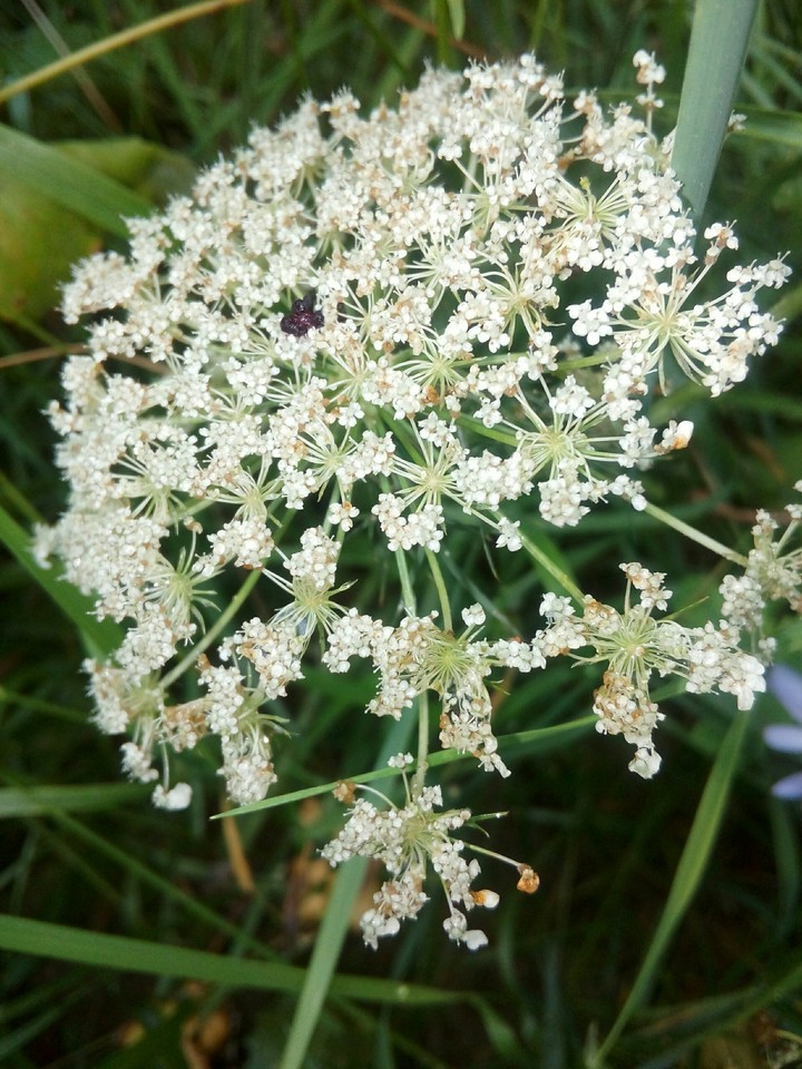 wildflowers