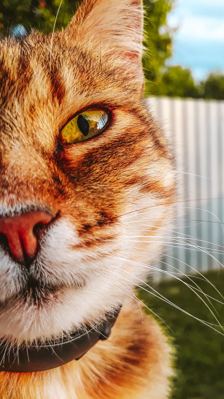 cat cat