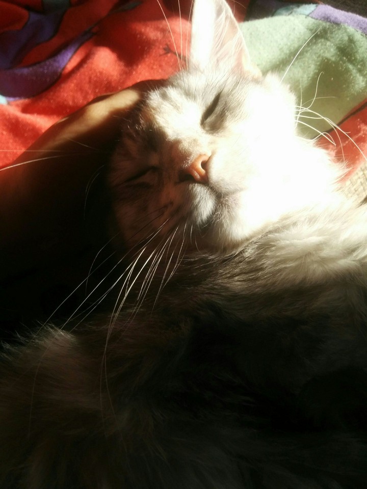 Star - sleeping maine coon