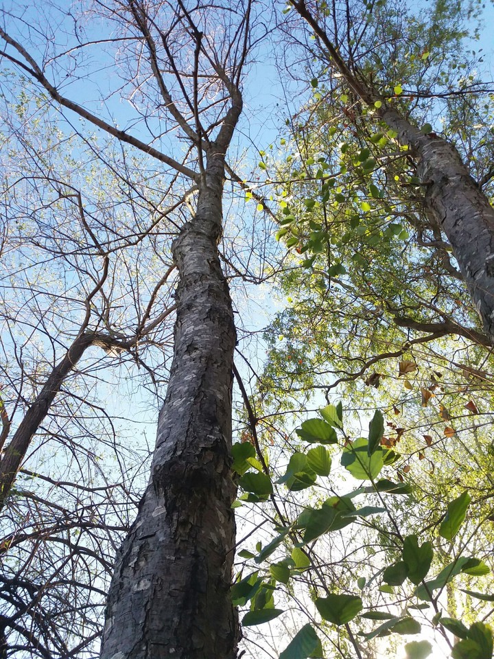 tree
