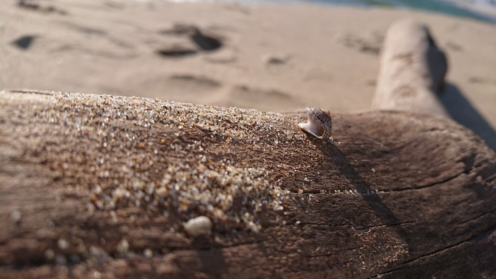 sea shell