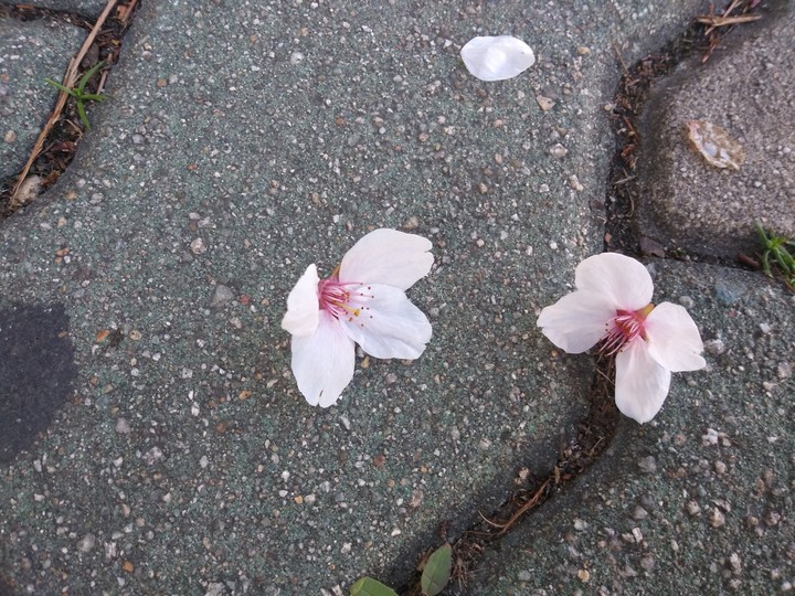 떨어진 벚꽃3