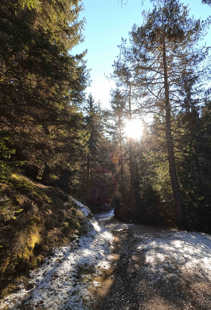 wild  the forest
