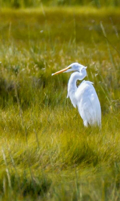 Bird .