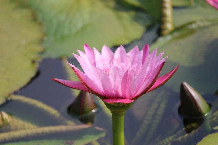 colour full flowers