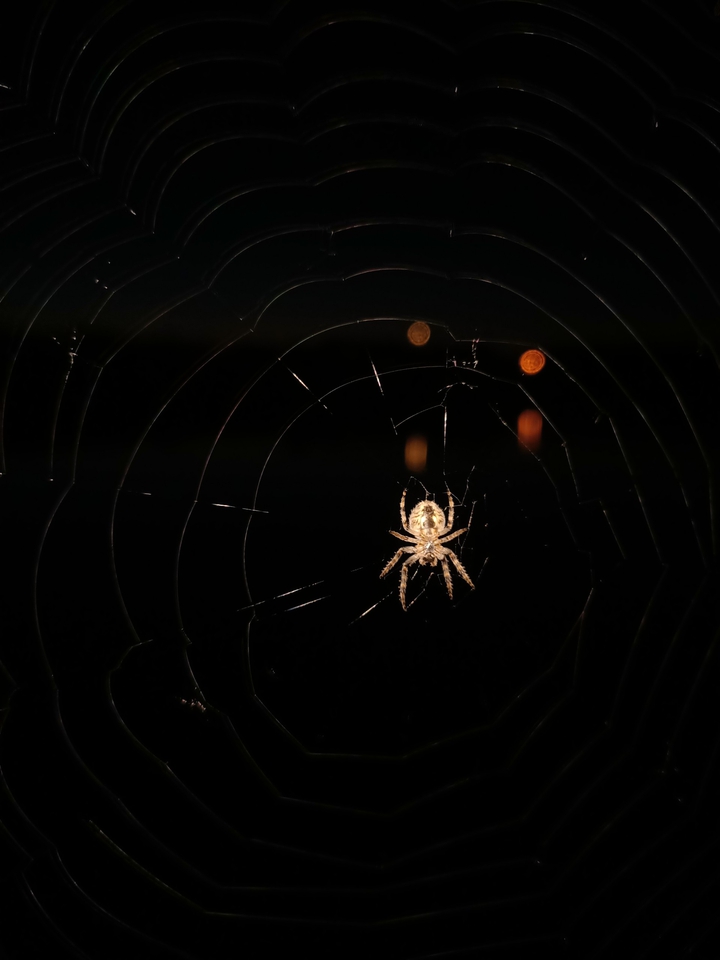 Spider