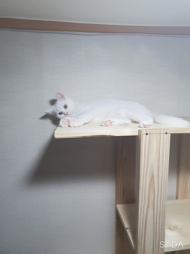 편안냥이