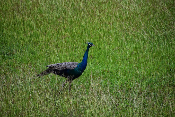 Indian Pride between grass