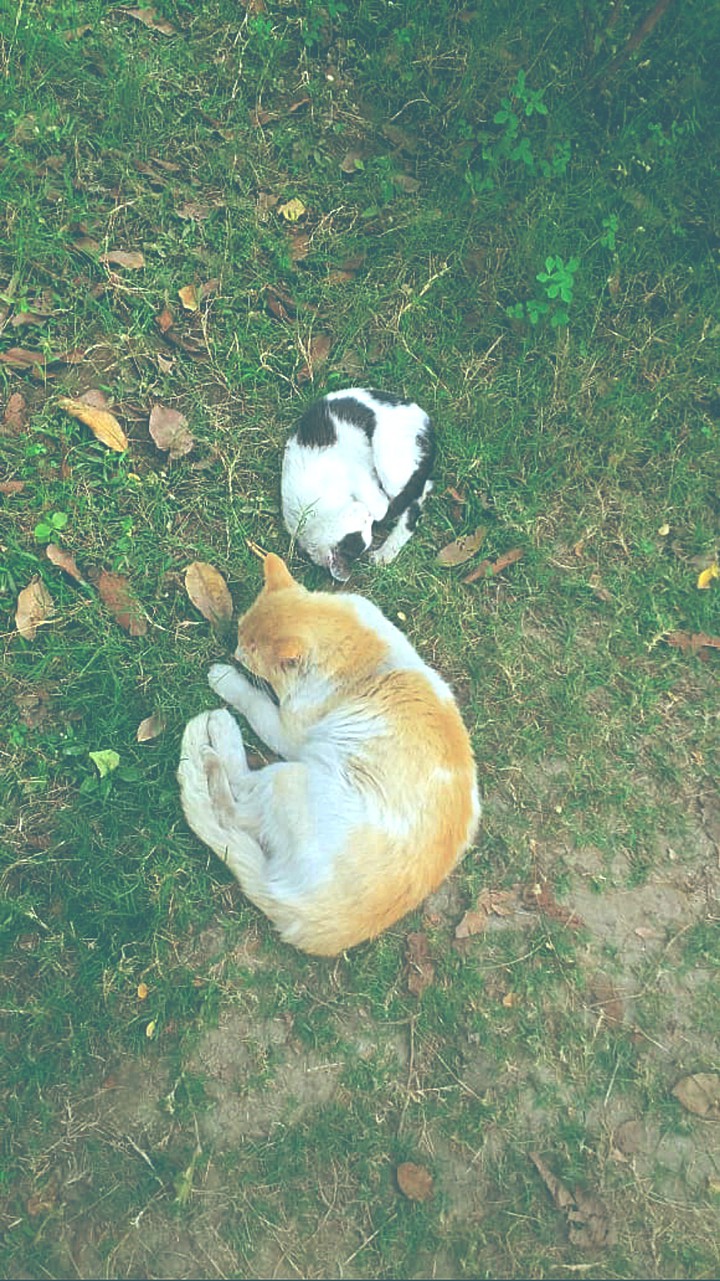 Cat and Kitty
